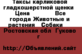 Таксы карликовой гладкошерстной щенки › Цена ­ 20 000 - Все города Животные и растения » Собаки   . Ростовская обл.,Гуково г.